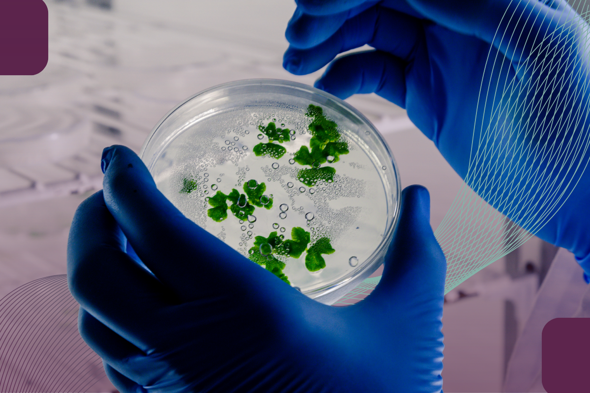 Biotecnologia rumo ao futuro: inovação, competitividade e sustentabilidade